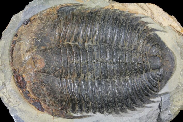 Homalonotid (Iberocoryphe?) Trilobite - Very Rare! #125123